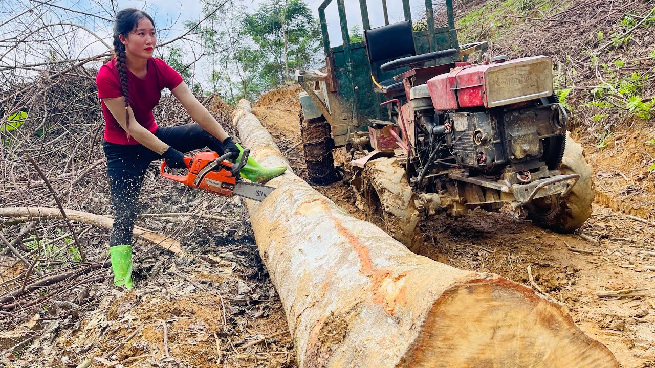 agricultural vehicles transporting timber giant trees
