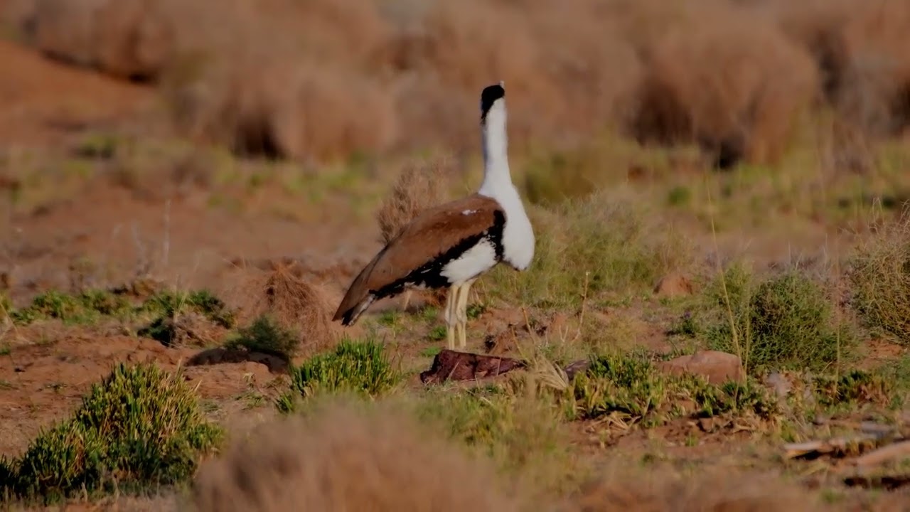 Great Indian Bustard Call 
