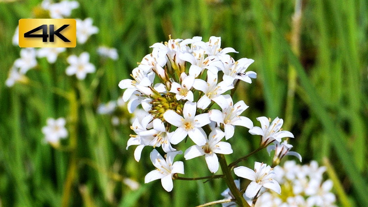 希少種 トウサワトラノオ (唐沢虎の尾) 2018年5月19日 Lysimachia candida 絶滅危惧ⅠB類 : 栃木県下野市東根 : 4K