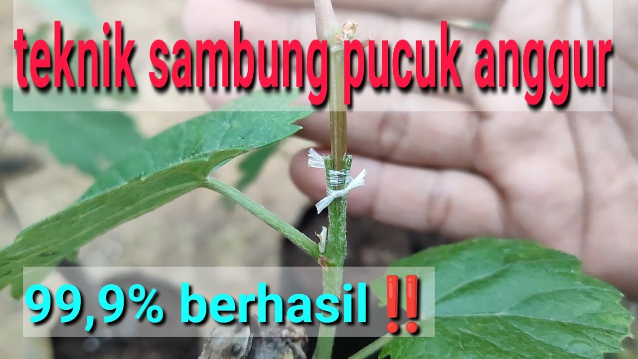 Teknik Sambung Pucuk Anggur Paling Cepat 99,9% Berhasil