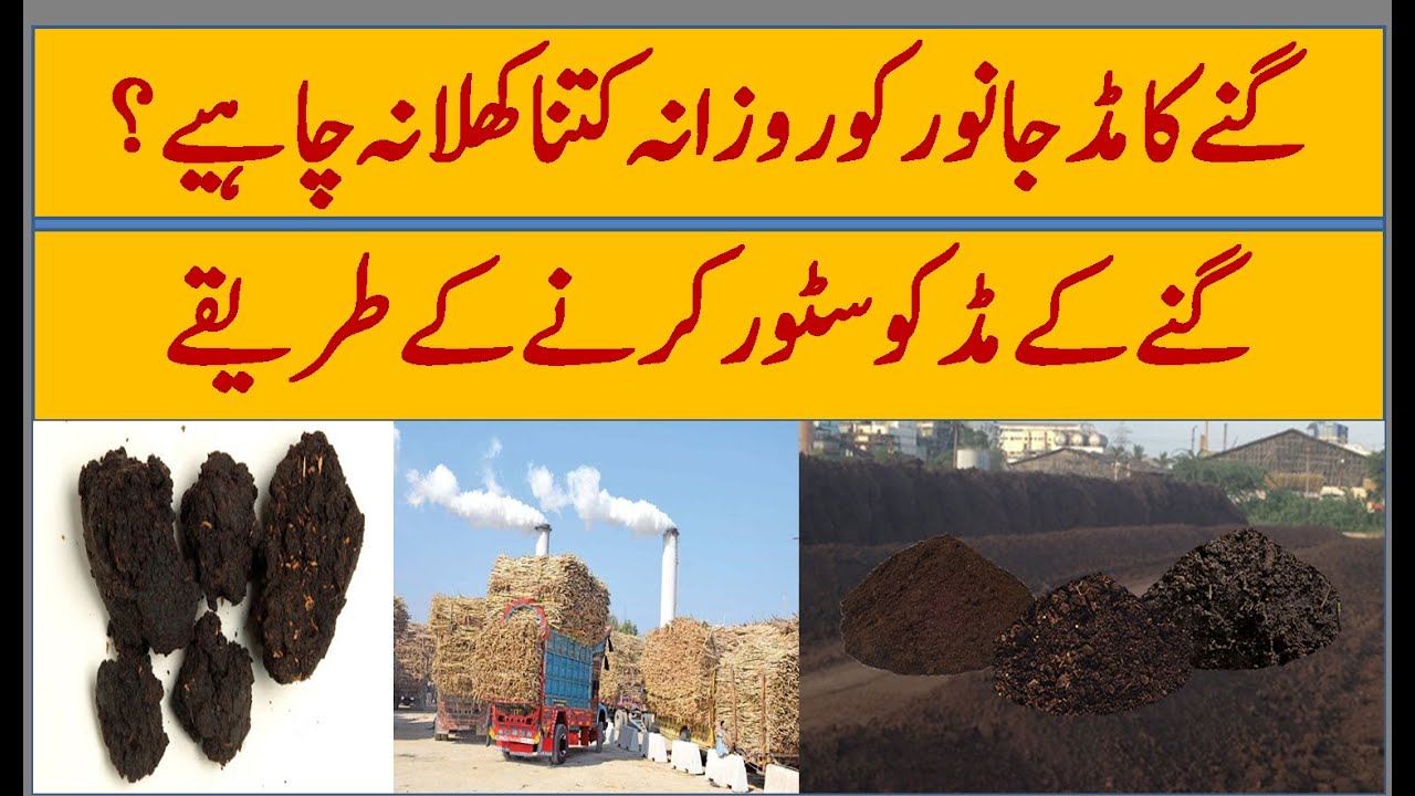 Sugarcane Mud in Cattle Feed | Benefits, Risks & Best Feeding Practices!