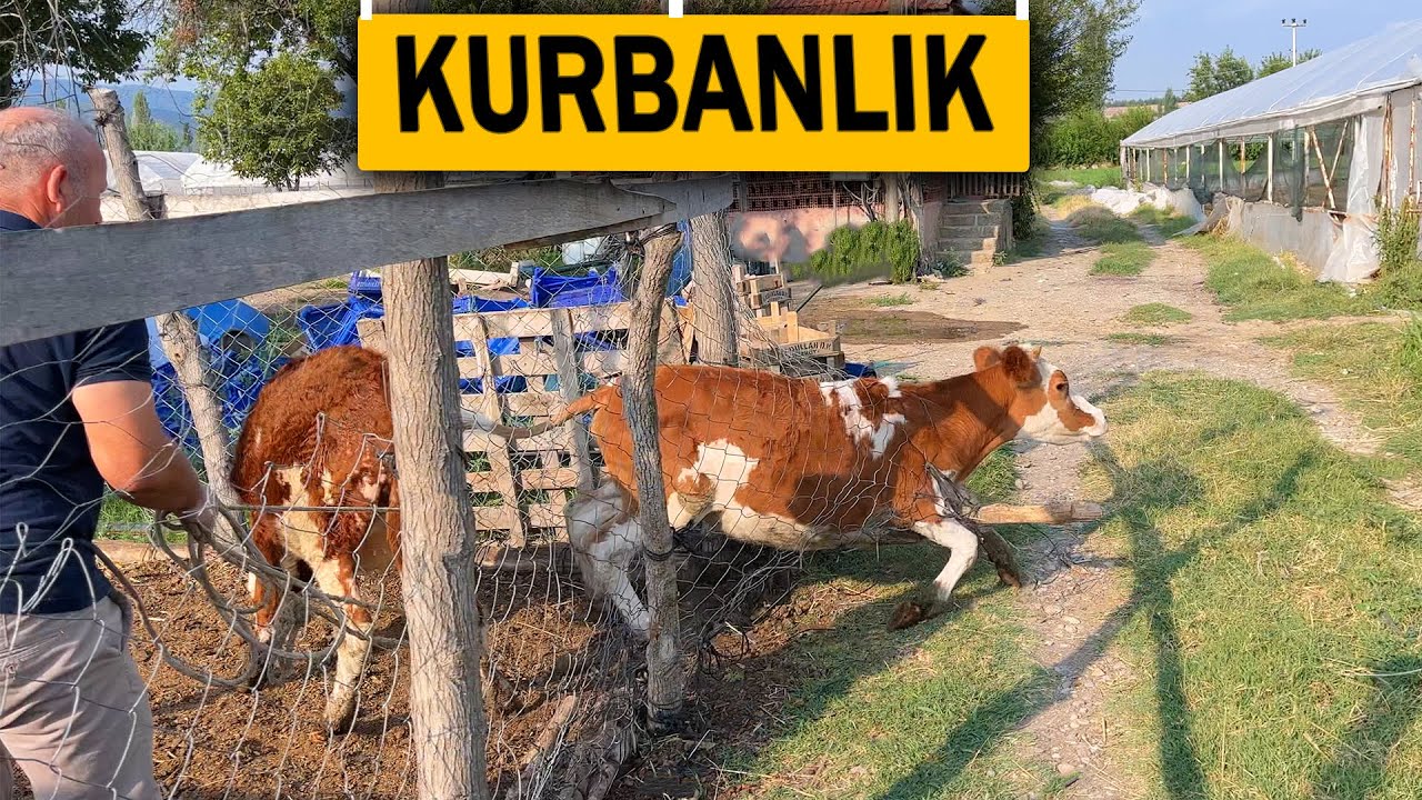 2024 KURBANLIK DÜVELERİ AHIRA BAĞLADIK