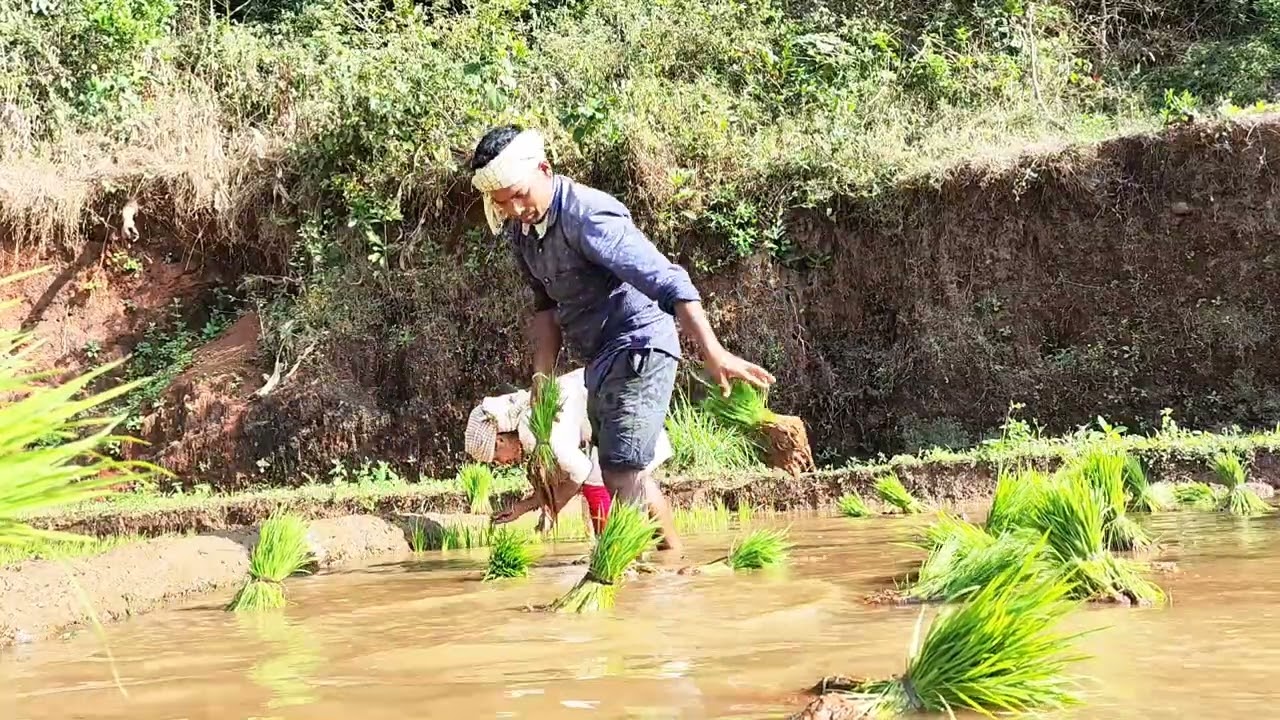 भात लावणी Jamagaon....