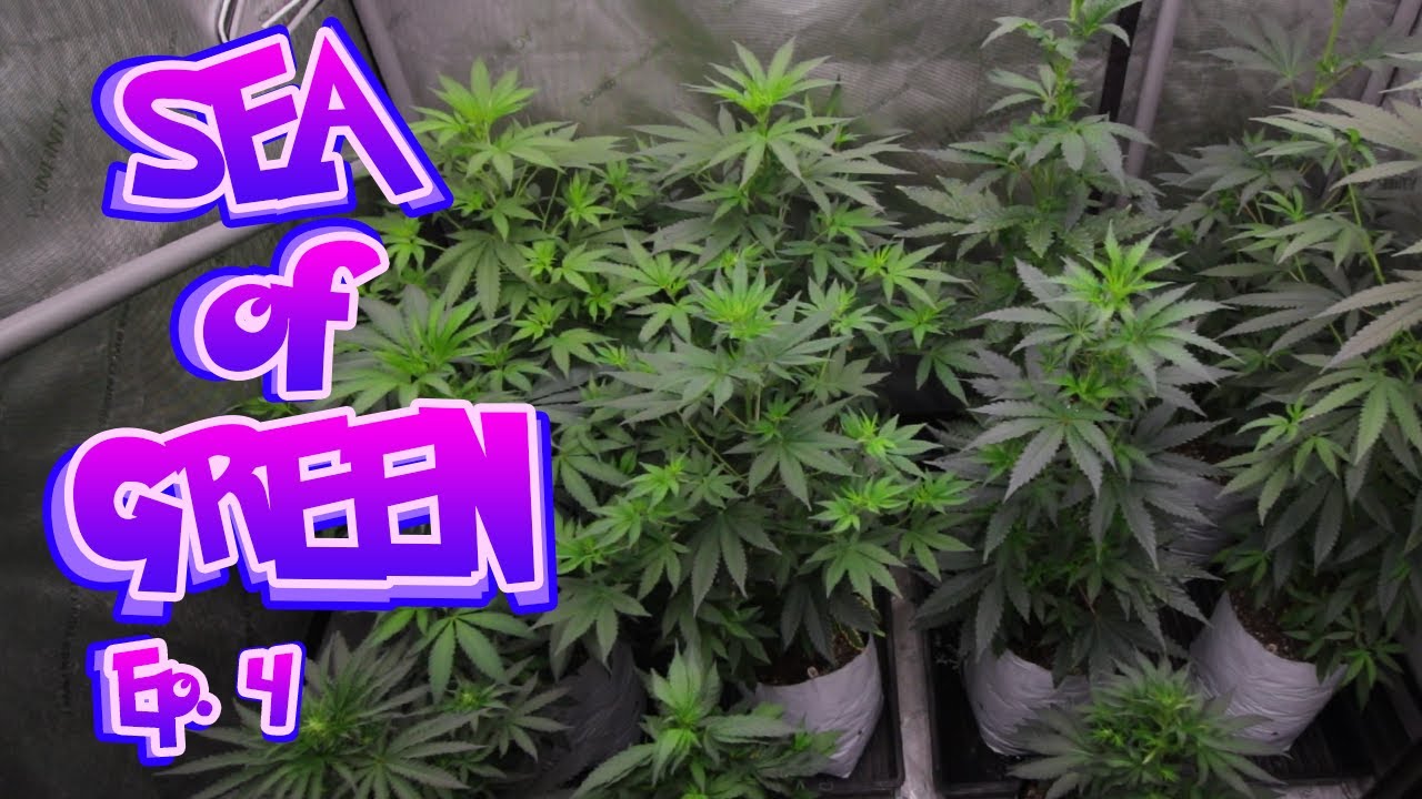 week one of FLOWER - SEA OF GREEN Ep. 4 #legalization #organic #growyourown