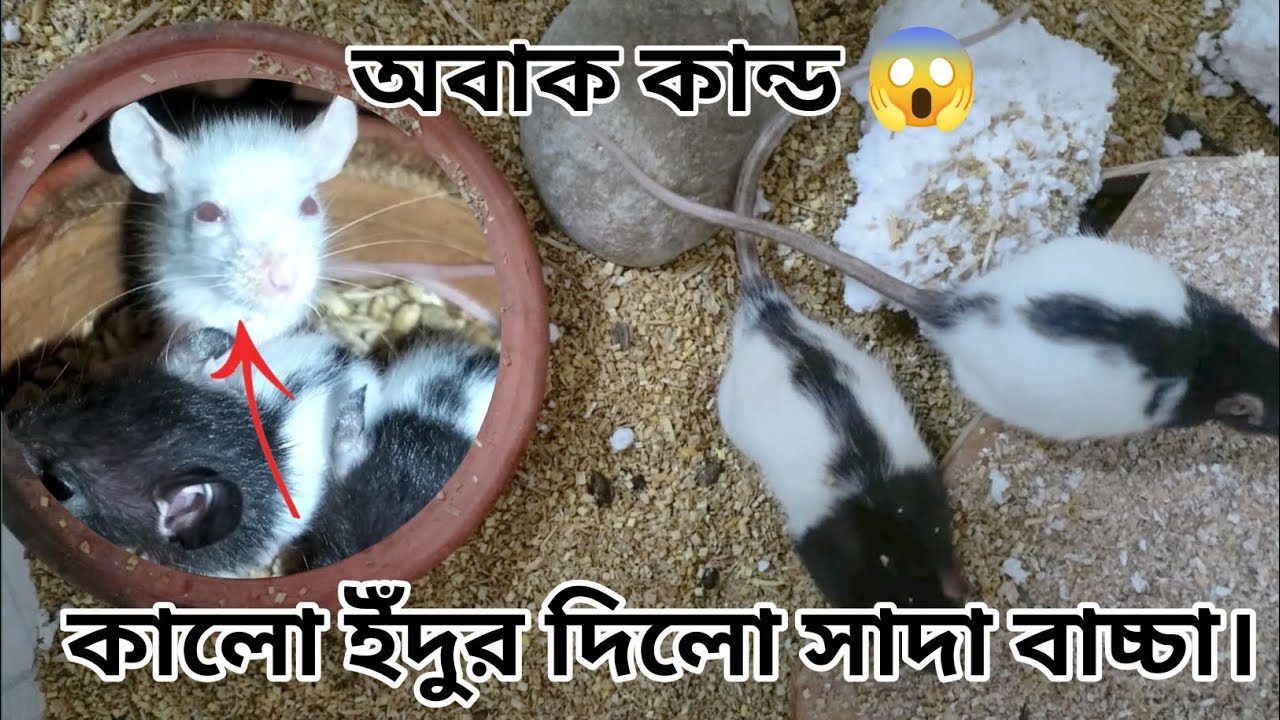 অবাক কান্ড - কালো ইঁদুর দিলো সাদা বাচ্চা - Rone & Pet's.
