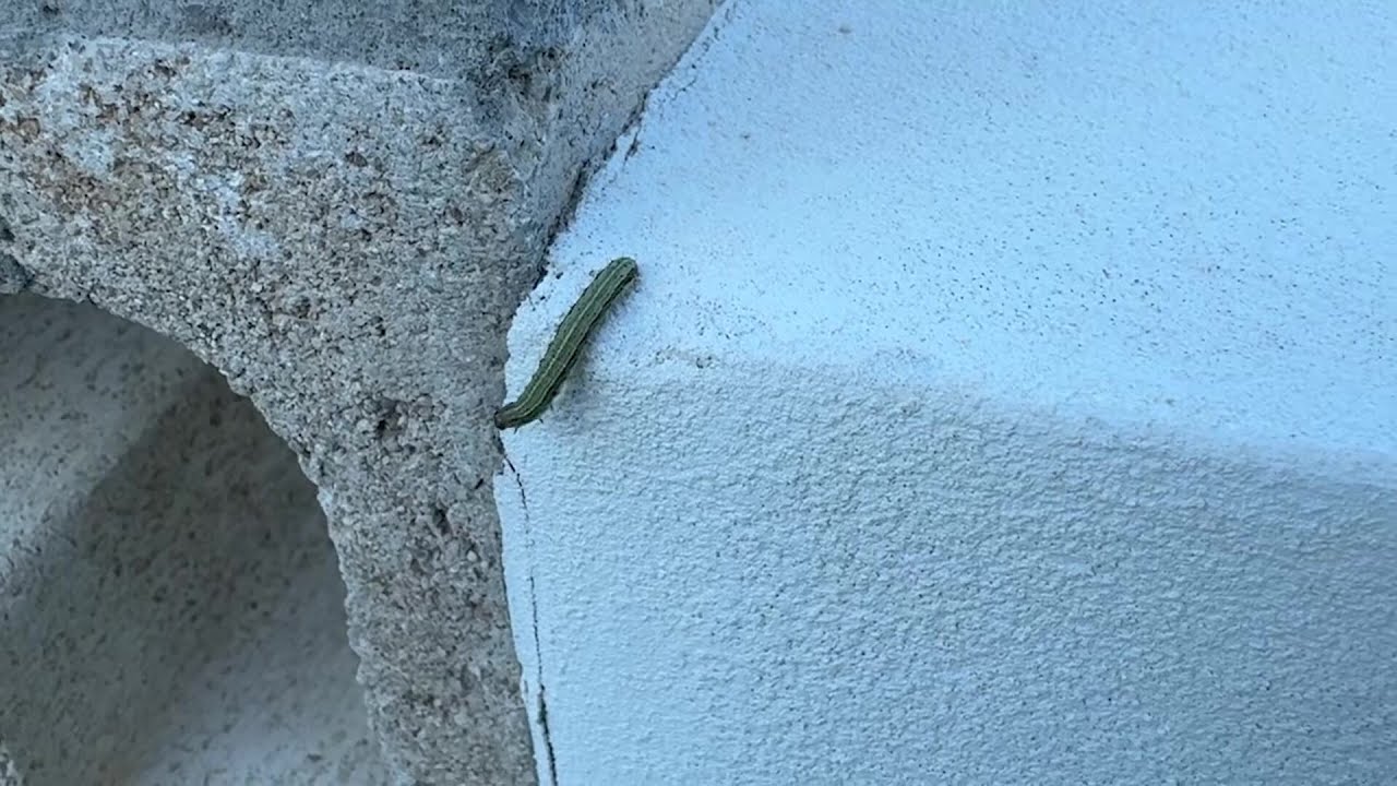 Are you seeing these Armyworms in your yard and sidewalks?