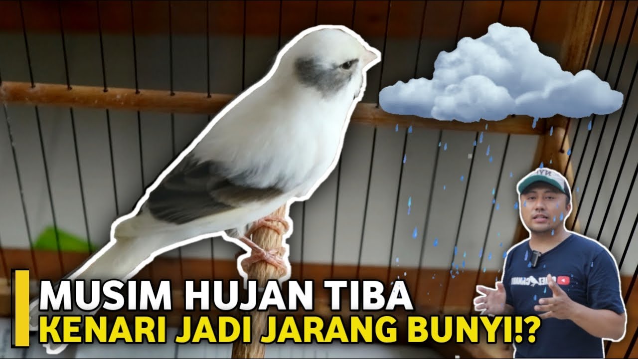MUSIM HUJAN KENARI JADI JARANG BUNYI⁉️MAKAN TERUS INI PERAWATANNYA