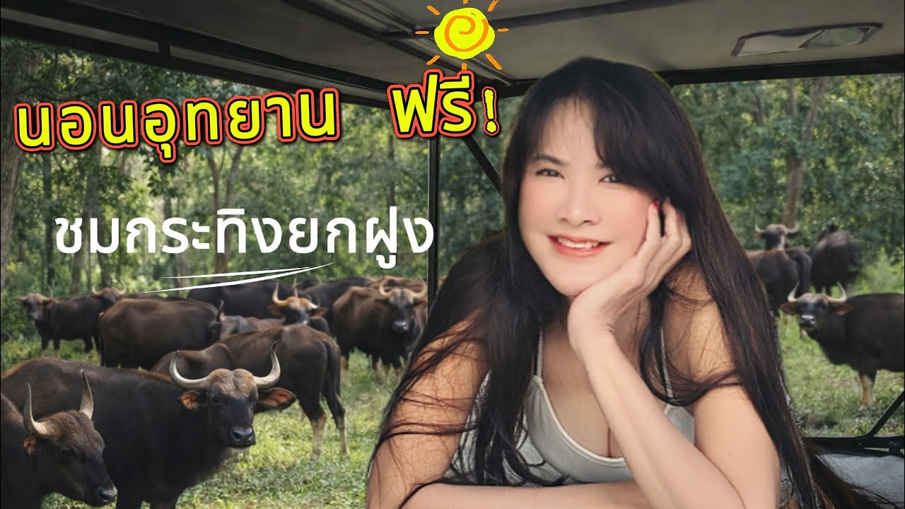 จอดนอนฟรี : EP 25 :ขญ4 คลองปลากั้ง ชมกระทิงยกฝูง  สัมผัสอากาศหนาว เงียบสงบ มีไฟฟ้าให้ใช้บริการ