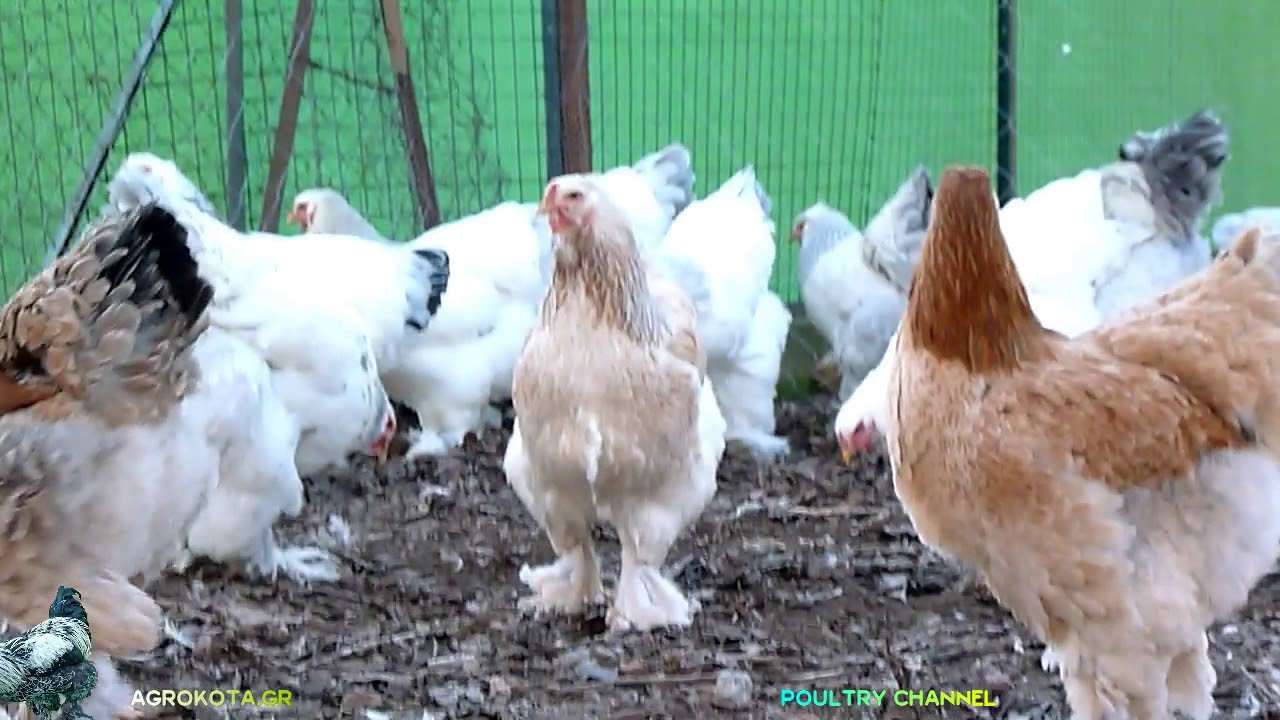 BRAHMA CHICKEN -  The New Generation BRAHMA -2017-2018  - AGROKOTA.GR