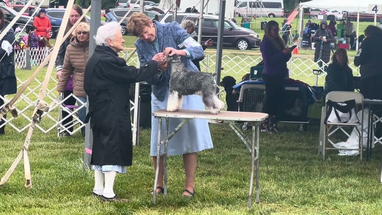 Miniature Schnauzer, Best of Breed, Bucks/Trenton Dog Show May 5, 2024