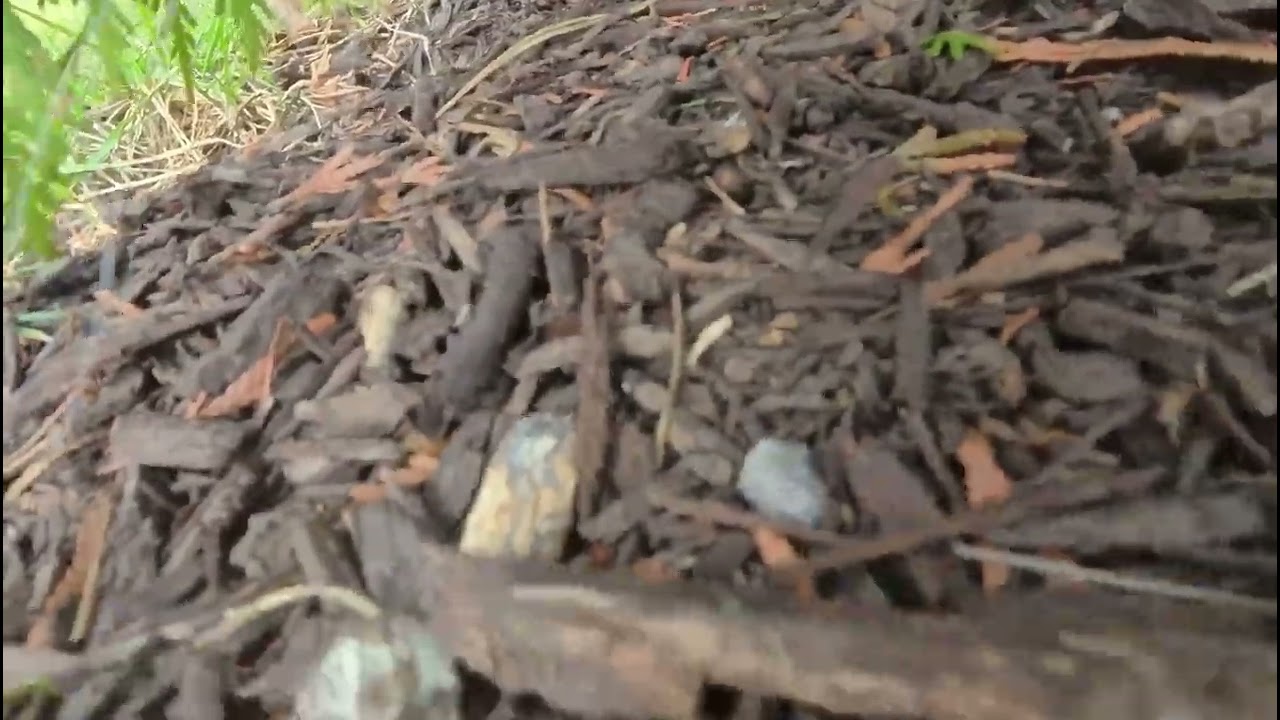 Olivia Slathers Herself in Dirt