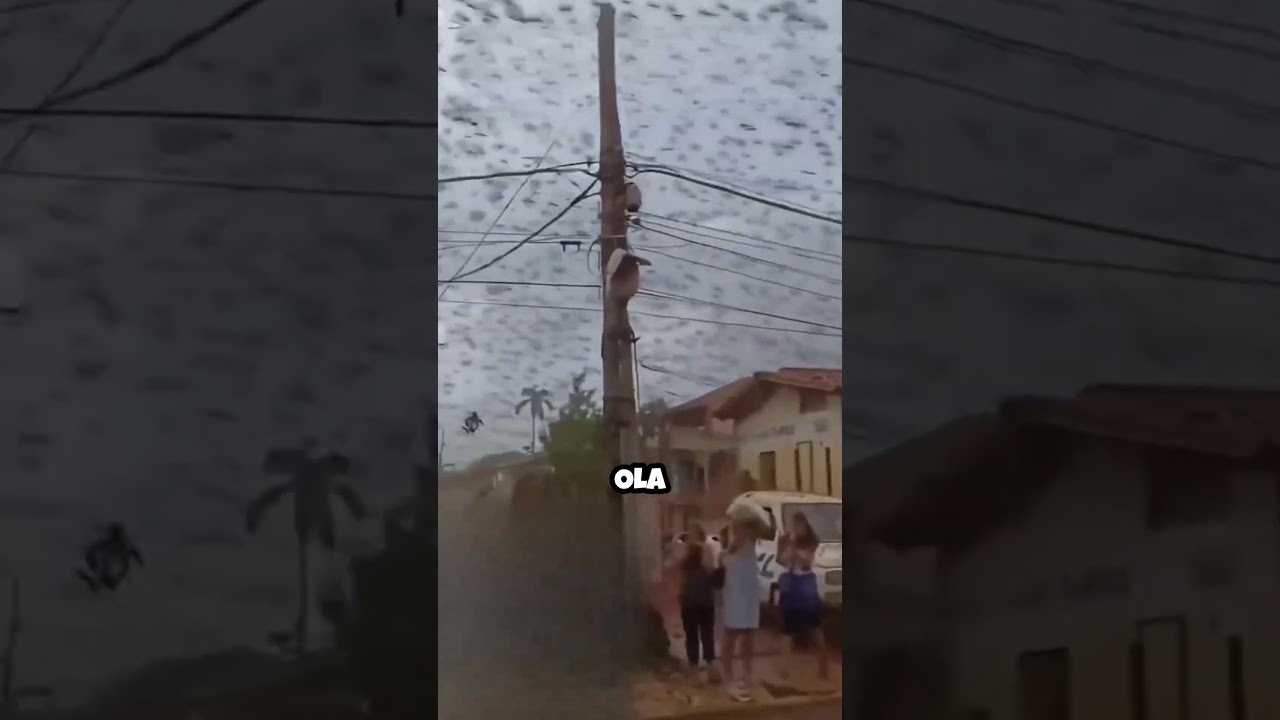 Invasi&oacute;n de saltamontes alarma a Brasil y al mundo 😱