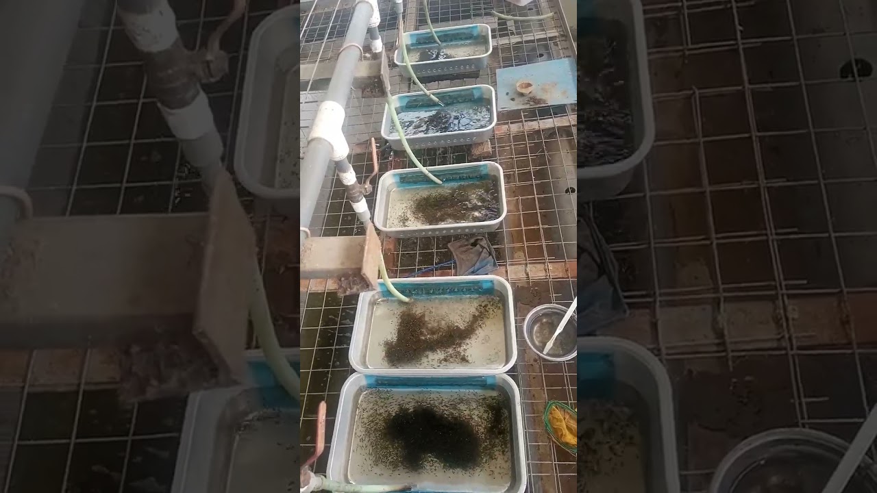 Hatching tilapia eggs