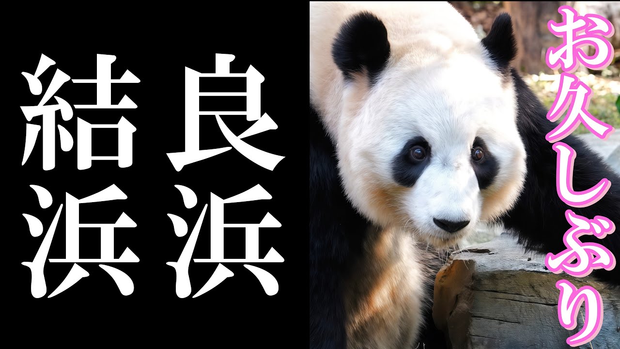 良浜は櫓でまったり、結浜は元気にもぐもぐ──二人の最新映像