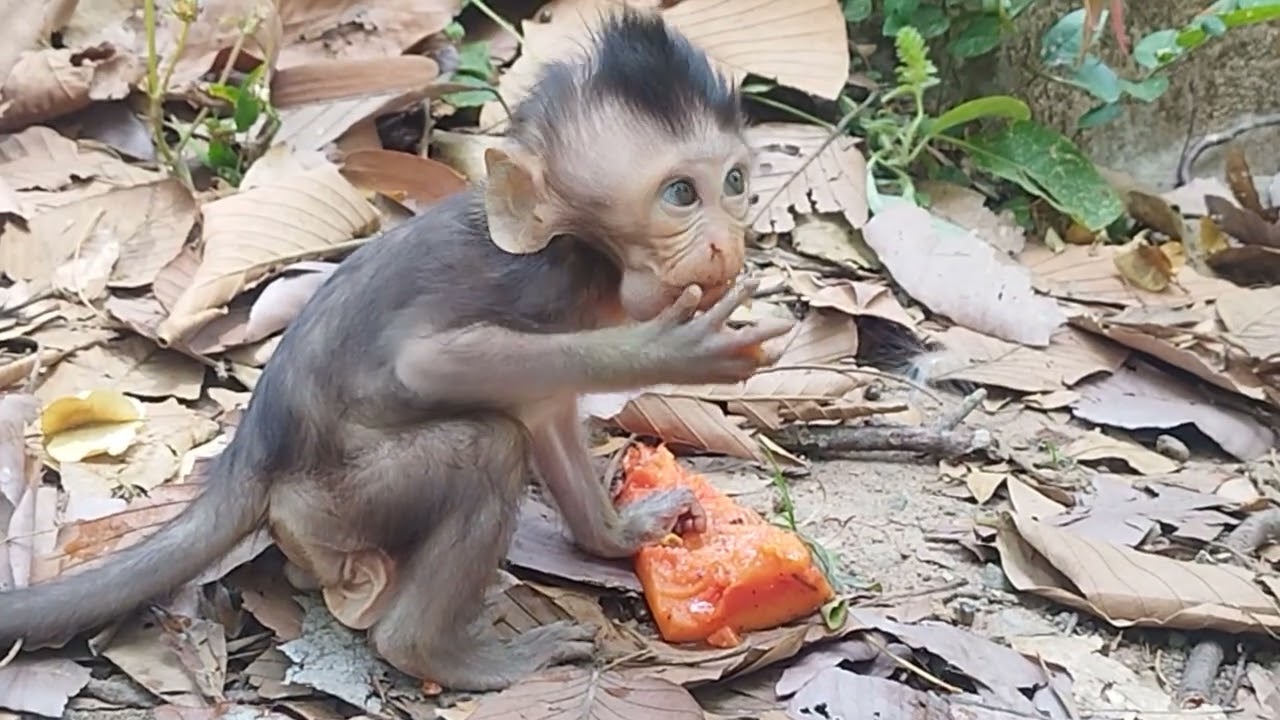 Take a look Little Bb of Mama Scarlet Pick Ripe Papaya Eat after waking 