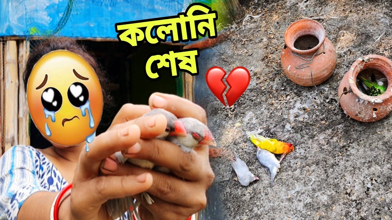 এইভাবে কলনি শেষ হয়ে গেল 😭😭 || My Birds Caloni Vlog- #petsvlog #birdsvlog #newvlog 