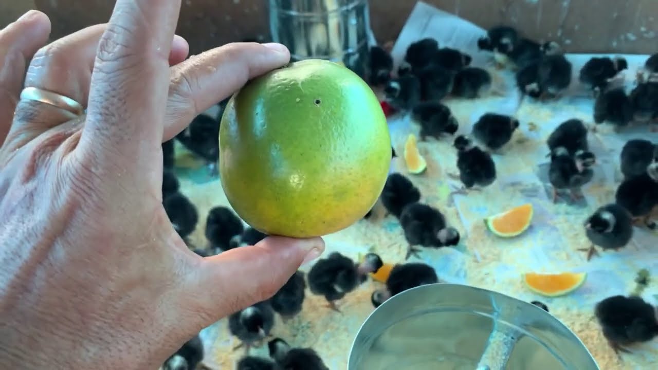 FABRÍCIO SALVA 100 PINTINHOS 🐣 COM UMA LARANJA 🍊 APENAS. ☠️👀⛑⛑⛑