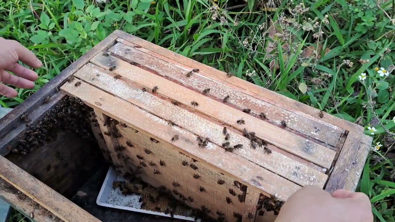 Đang quay video bị bấm nhầm thoát ra mất mong các bác thông cảm xem cả video sau nhé