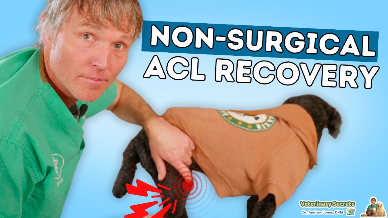 5 Steps to Healing Your Dog's ACL Injury WITHOUT Surgery