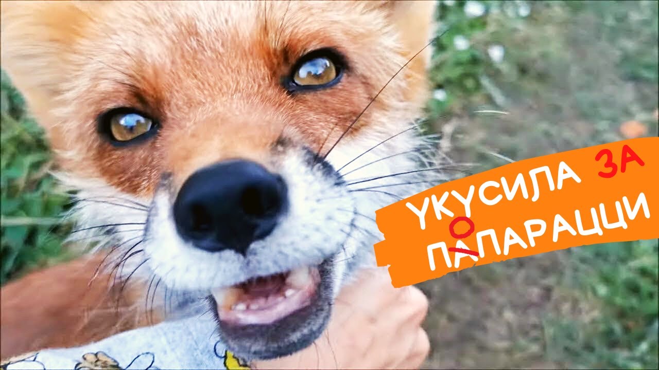 Лисьи игры: лиса Василиса прыгает через лиса Альфа