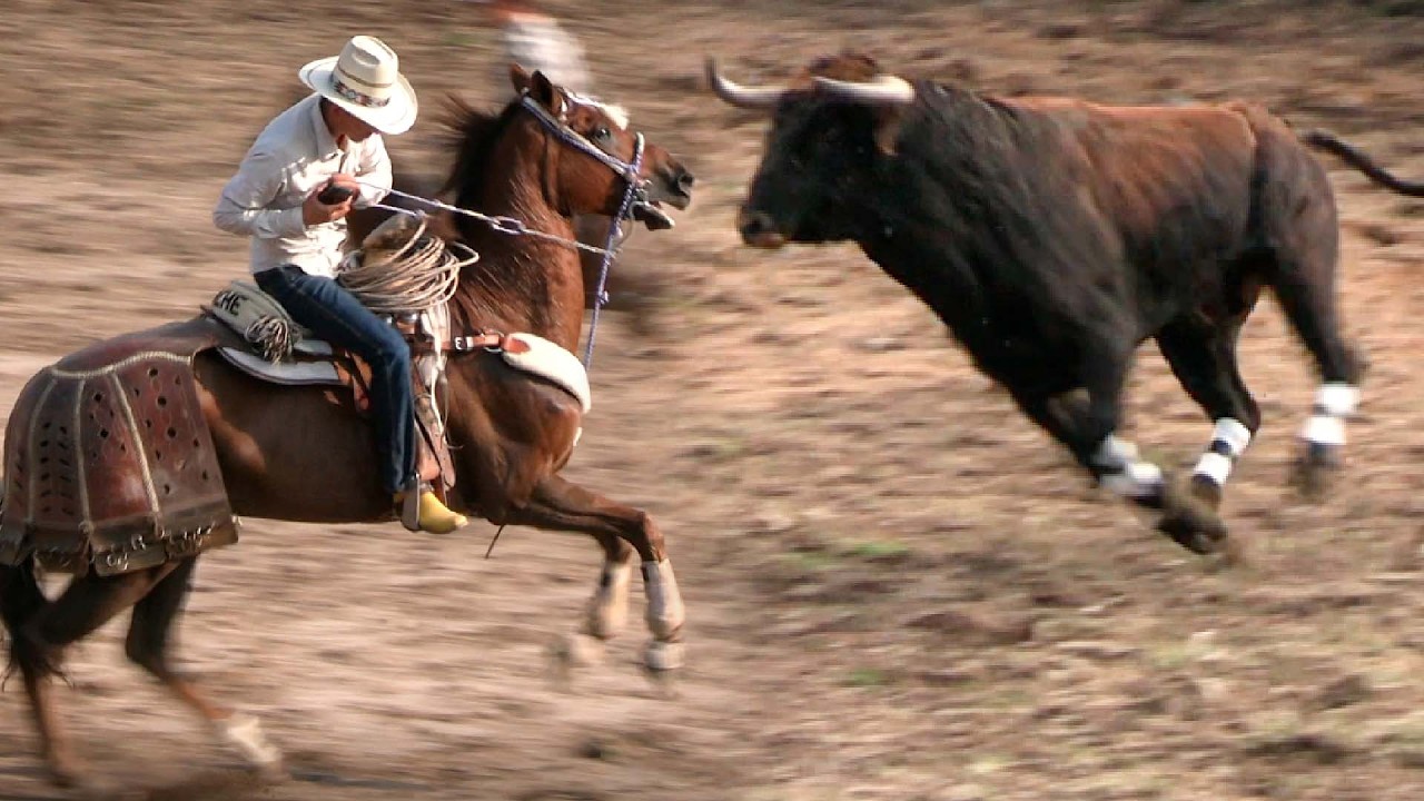 !! JARIPEO DE TOROS BRAVOS &iexcl;&iexcl; SE SALE EL TORO😱 LA YEGUERIAS DE JOSE M. MORELOS ZINAPECUARO  2025 !