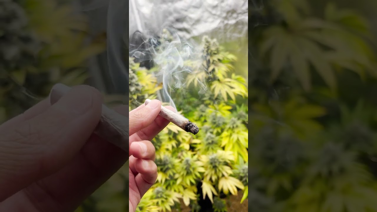 C&oacute;mo se ven las plantas justo antes de Cosechar?
