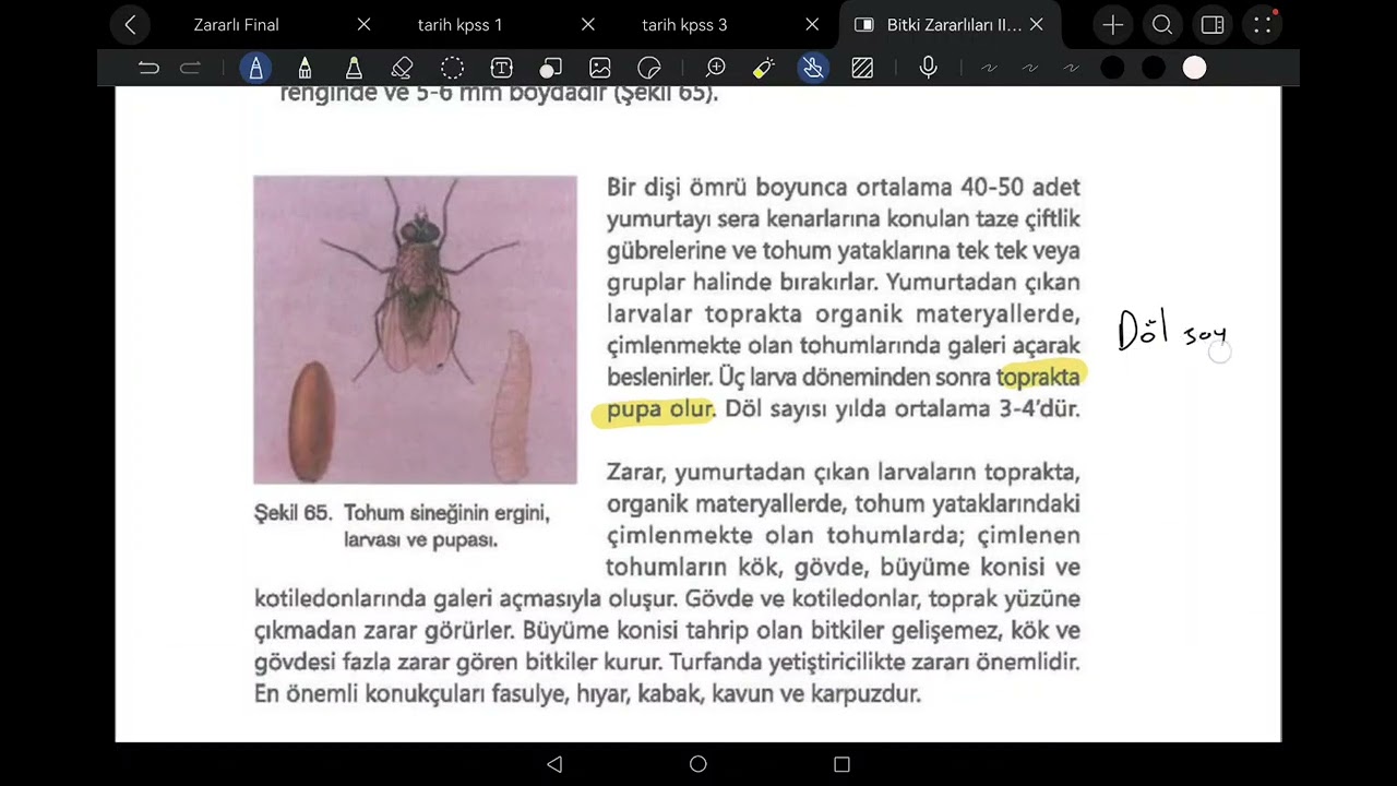 Bitki zararlıların 2 diptera
