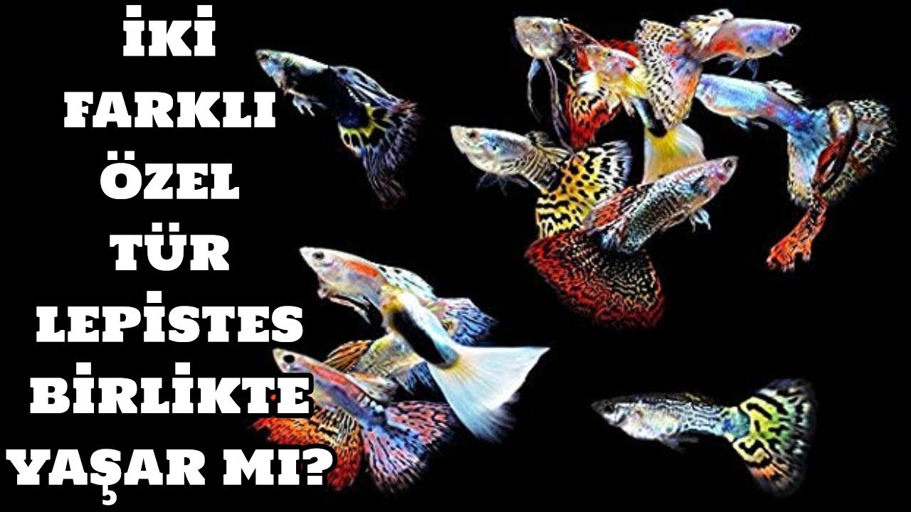 İki Farklı Özel Tür Lepistes Birlikte Yaşar Mı?