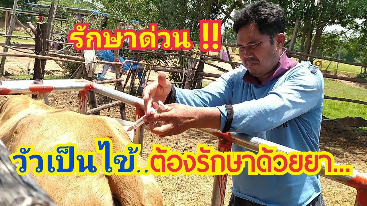 วัวเป็นไข้ ต้องฉีดยา.. รักษาด้วยตัวยา...  by ชีลองฟาร์ม