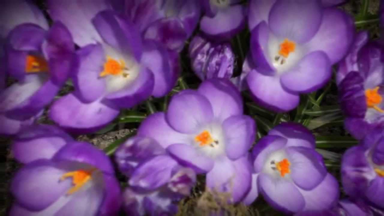 BZN*****Please don`t go away..( PROSZĘ NIE ODCHODŻ)*** WIOSNO..