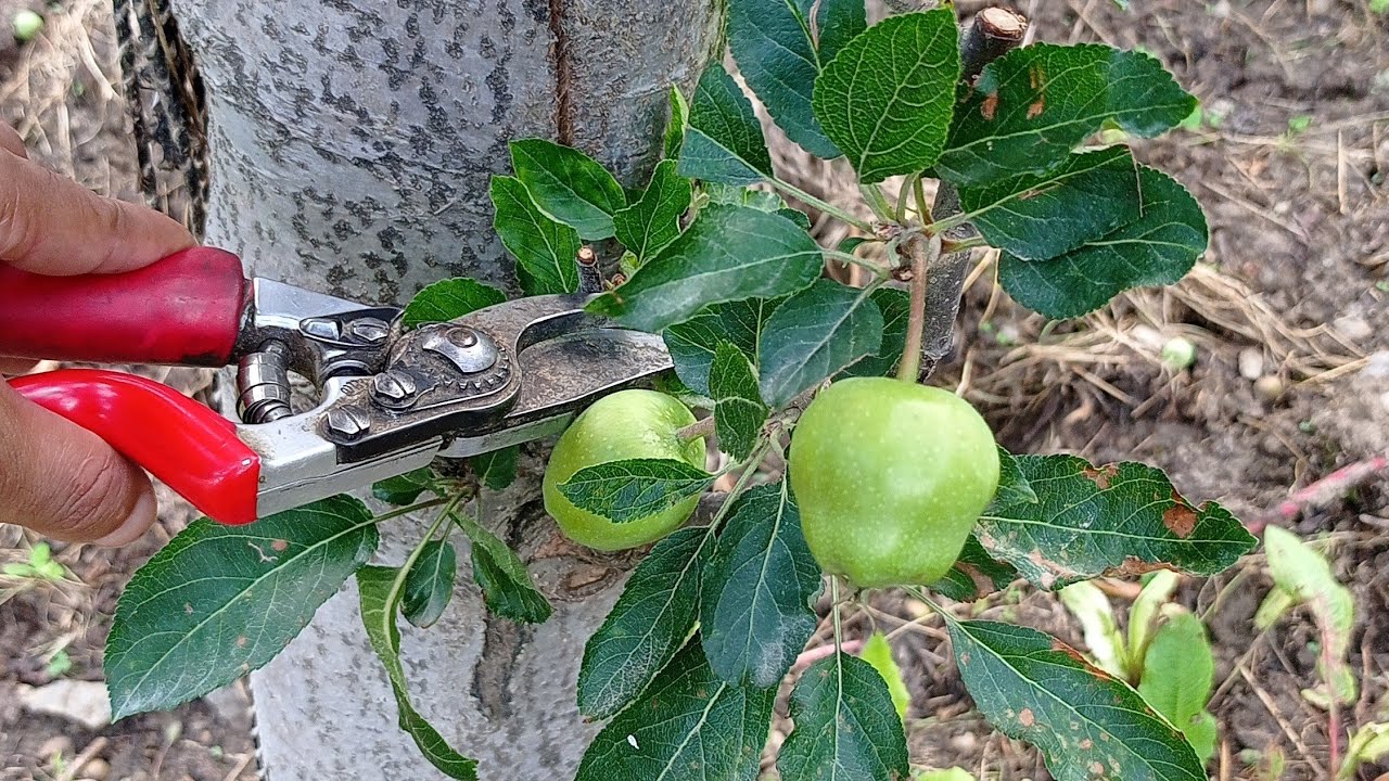 Summer Pruning ,bud formation ( Stem fruiting) Part 2