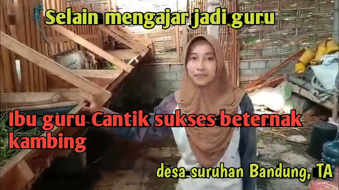 SELAIN MENGAJAR MENJADI GURU,IBU GURU INI JUGA SUKSES BETERNAK KAMBING DAN HASIL NYA MEMUAS KAN