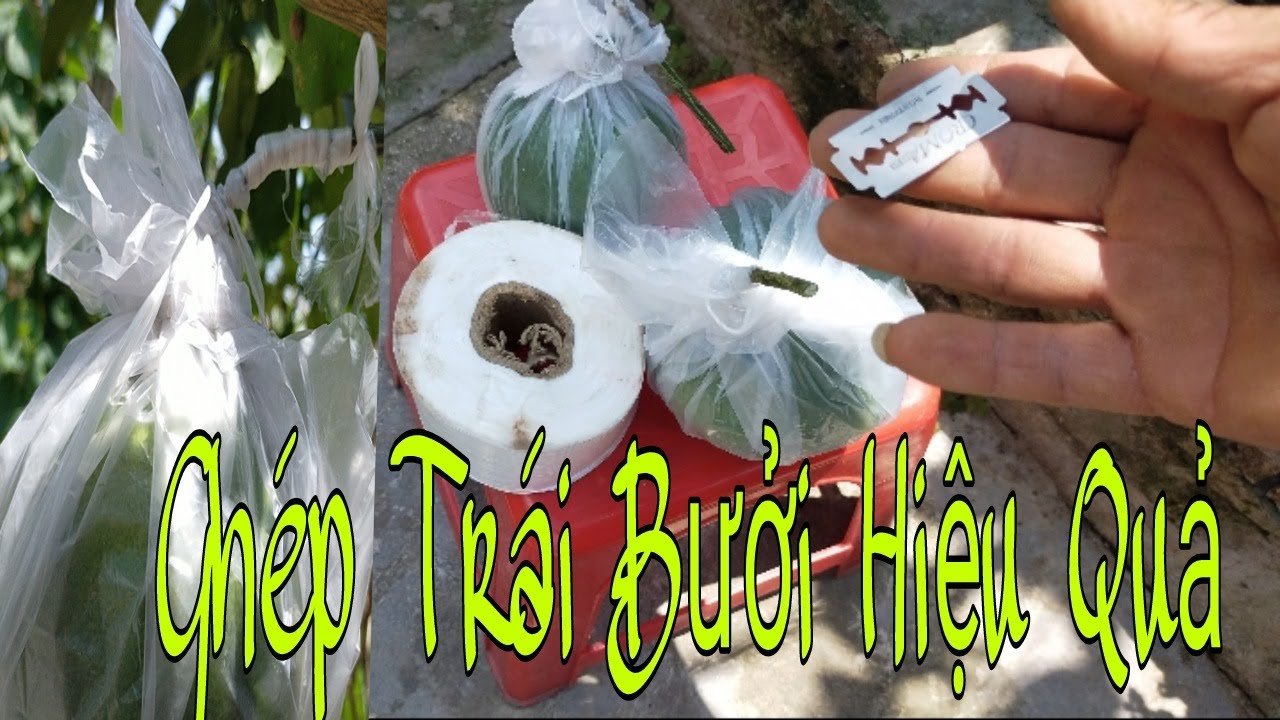 Cách Ghép Trái Bưởi Hiệu Quả, Bí Mât Chưa Được Tiết Lộ