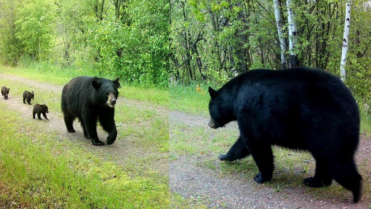 Spring Bears Up Close!