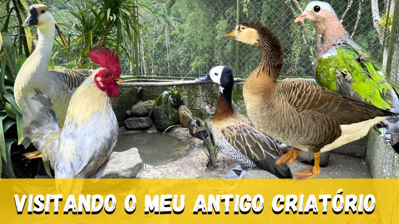 Visitando o meu antigo criatório | Gansos | Pombos ornamentais | Perus | Aves Aquáticas |