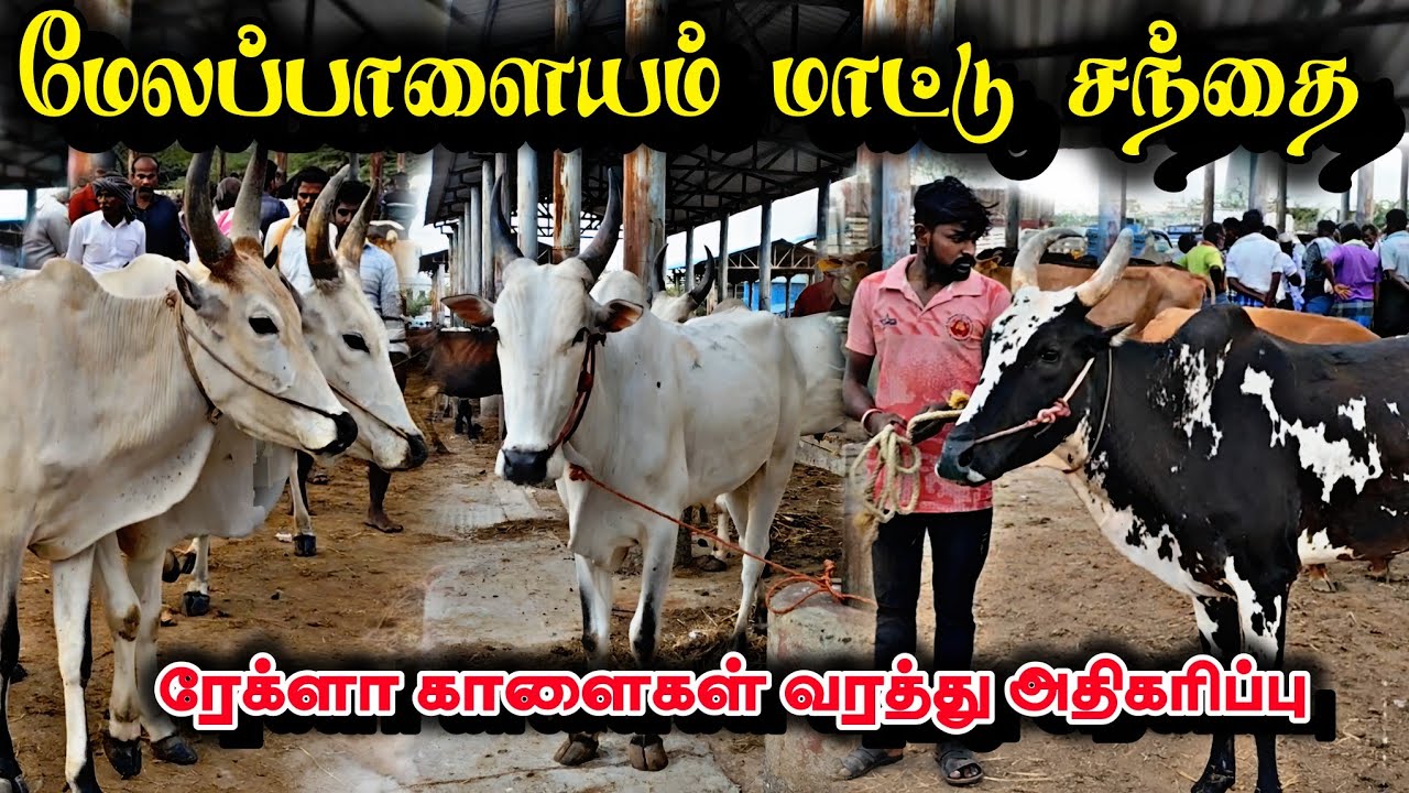 மேலப்பாளையம் மாட்டு சந்தை ரேக்ளா காளைகள் வரத்து அதிகரிப்பு melapalayam cow market today