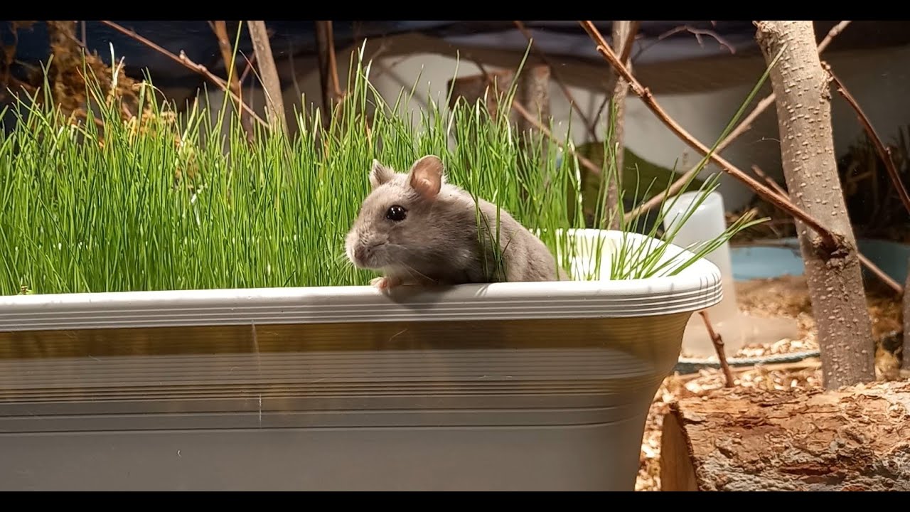 Setting Up Bioactive Hamster cage challenge ep.2