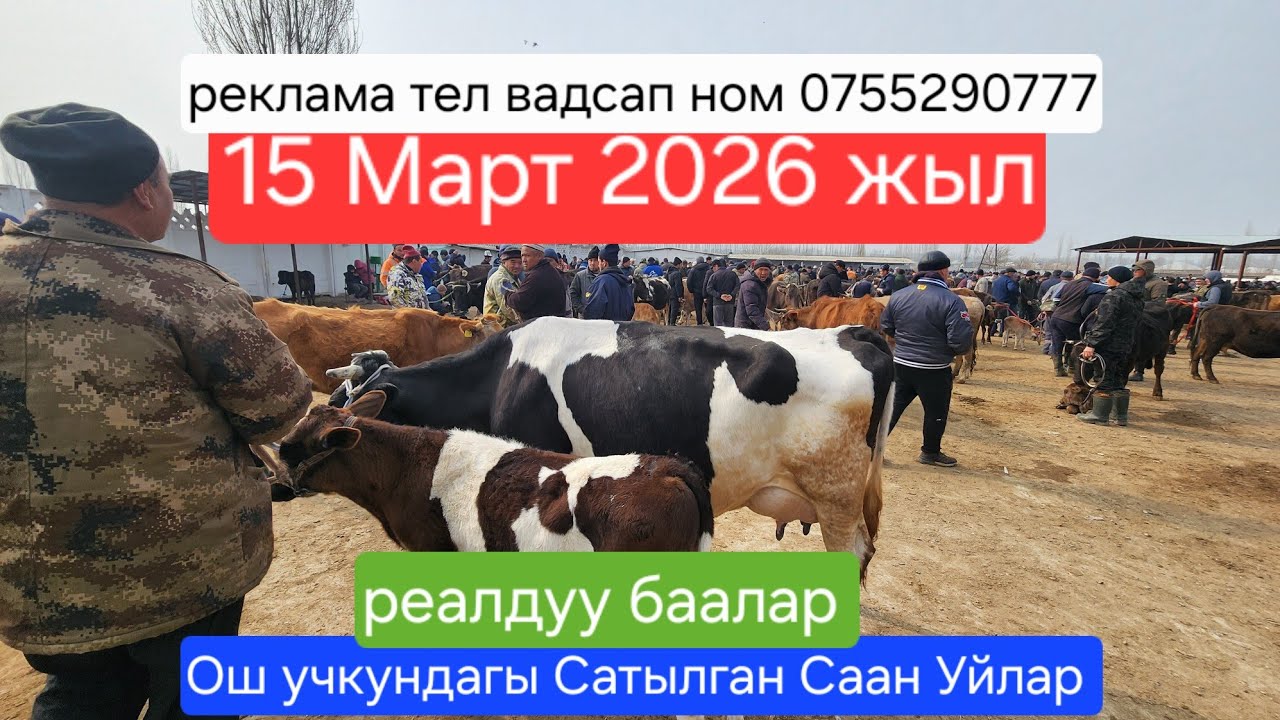 ОШ УЧКУН БАЗАРДАГЫ СААН УЙЛАР 15 Март 2026 жыл #базар #видео #рекомендации 