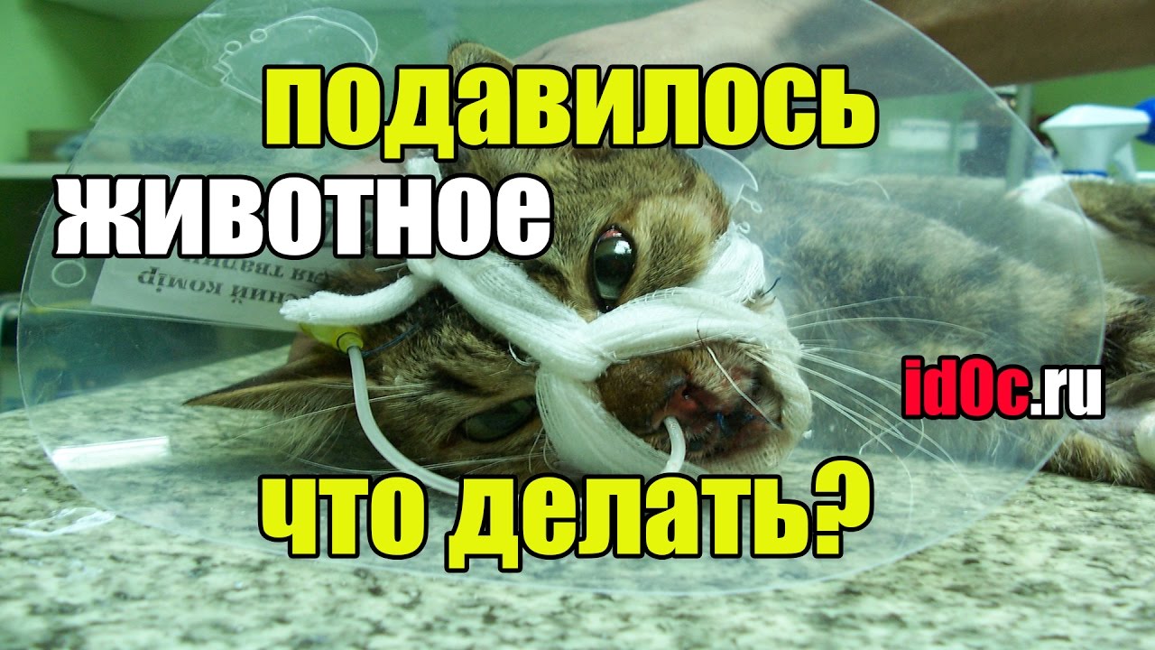 ПОДАВИЛСЯ ДОМАШНИЙ ЛЮБИМЕЦ ЧТО ДЕЛАТЬ? ПЕРВАЯ МЕДИЦИНСКАЯ ПОМОЩЬ