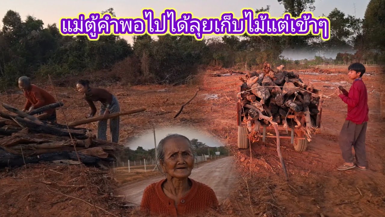 แม่ตู้คําอาการดีขึ้นพอไปได้ ลุยเก็บไม้แต่เข้าๆคนเดียว 11 กุมภาพันธ์ ค.ศ. 2026