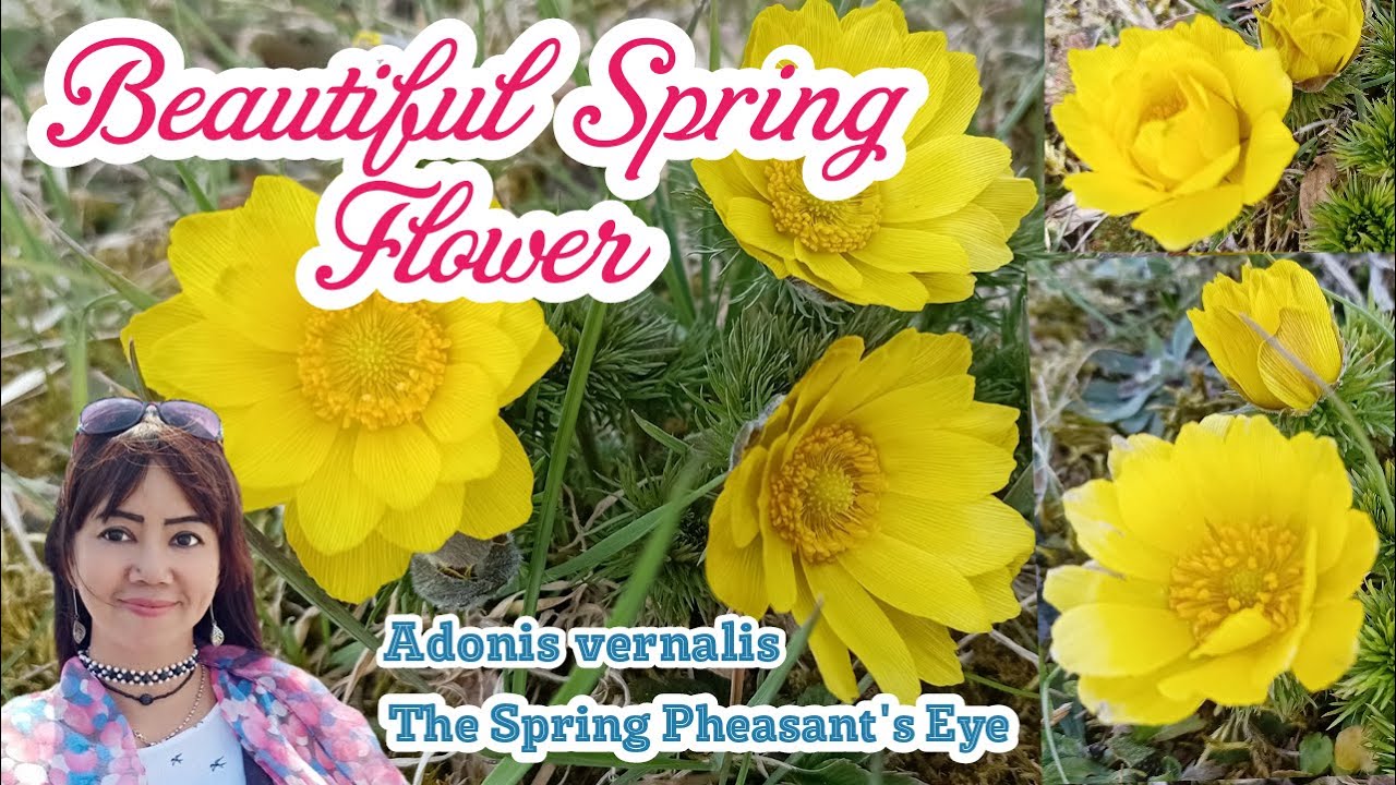 Beautiful Spring Flower Adonis vernalis : The Pheasant's Eye