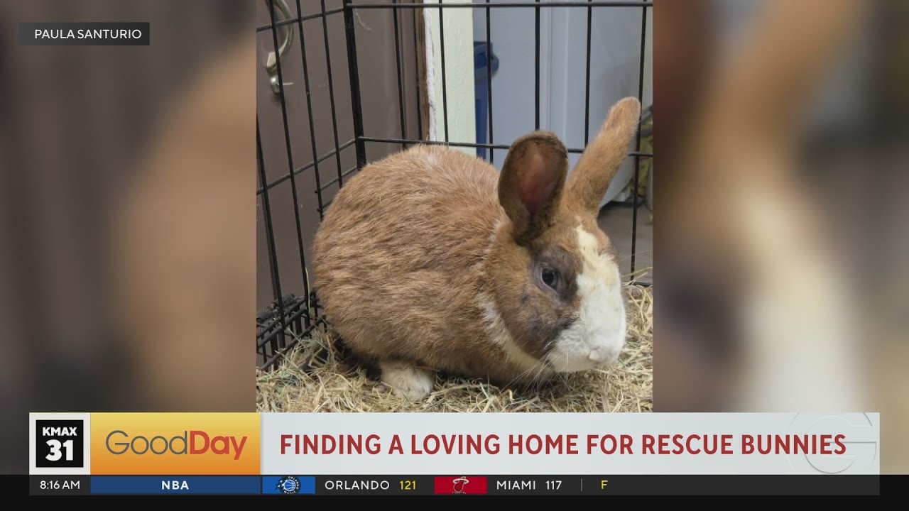 Help find loving homes for these rescue bunnies!