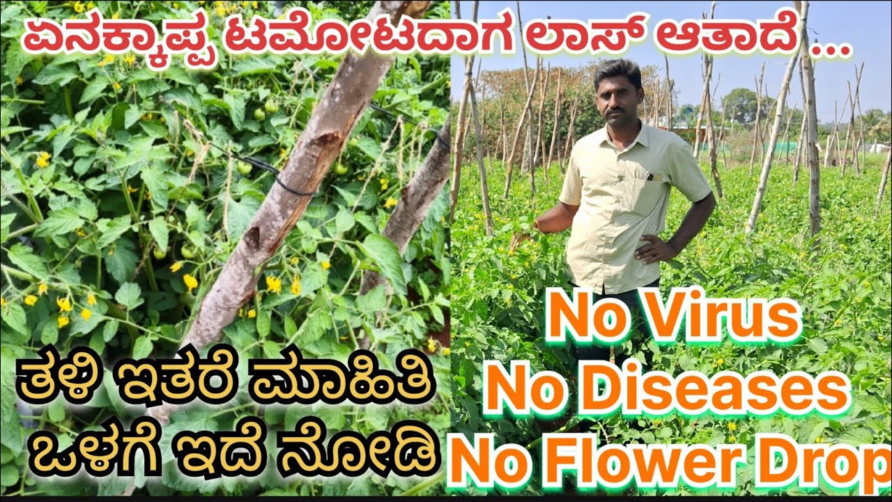ವರ್ಷಕ್ಕೆ ಎರಡು ಬ್ಯಾಚ್ ನಂತೆ ಟಮೋಟ 🍅 ಬೆಳೆಯುವ ಯಶಸ್ವಿ ರೈತ ಆನಂದ ರಾವ್ ಅವರಿಂದ ಮಾಹಿತಿ | tomato🍅farming kolar