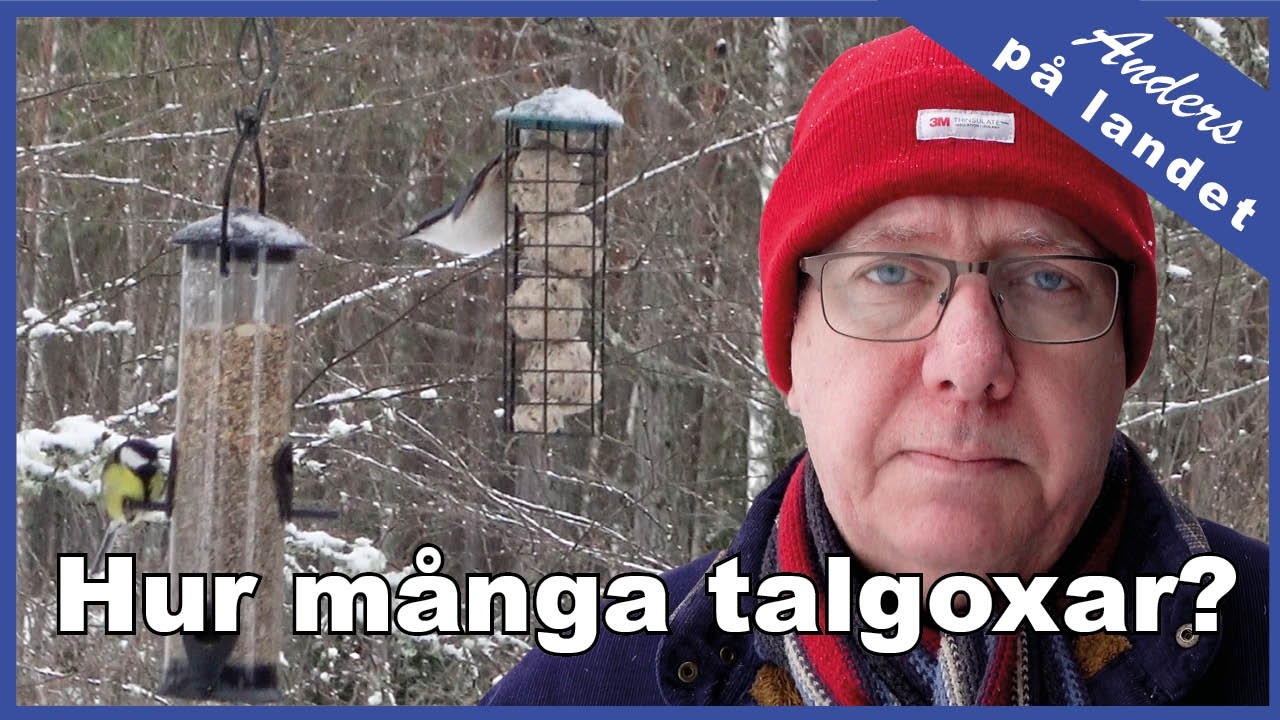 Fågelmatning – höken ska också äta