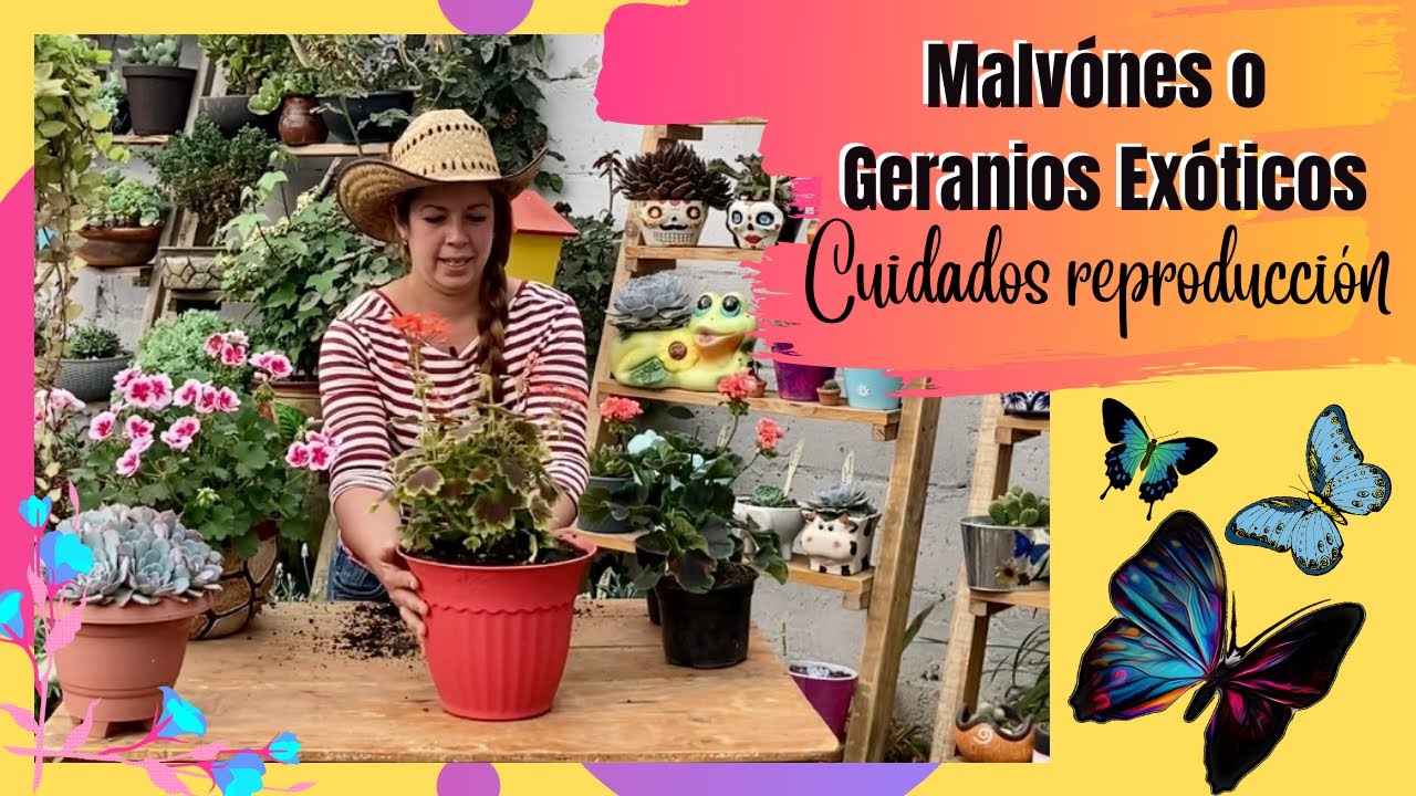 Malvones o Geranios exóticos y el cuidado de estas hermosas plantas