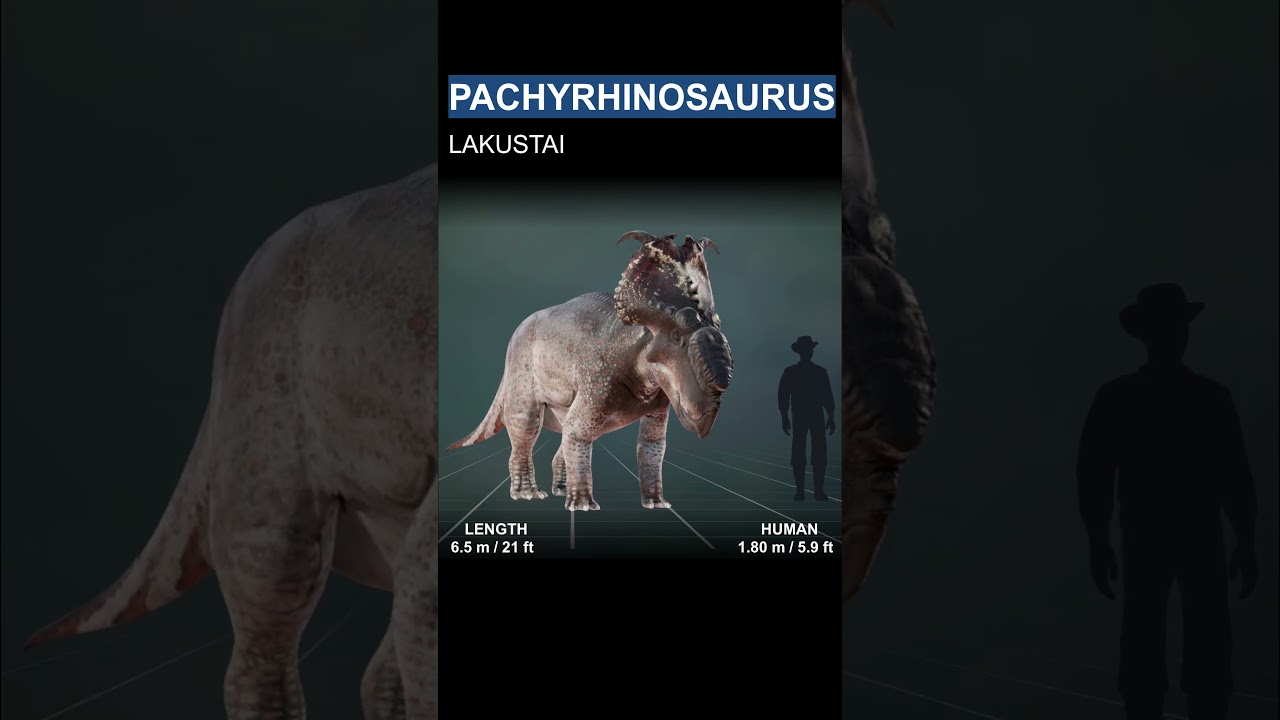 CERATOPSIANS vs HUMAN Size Comparison #prehistorickingdom
