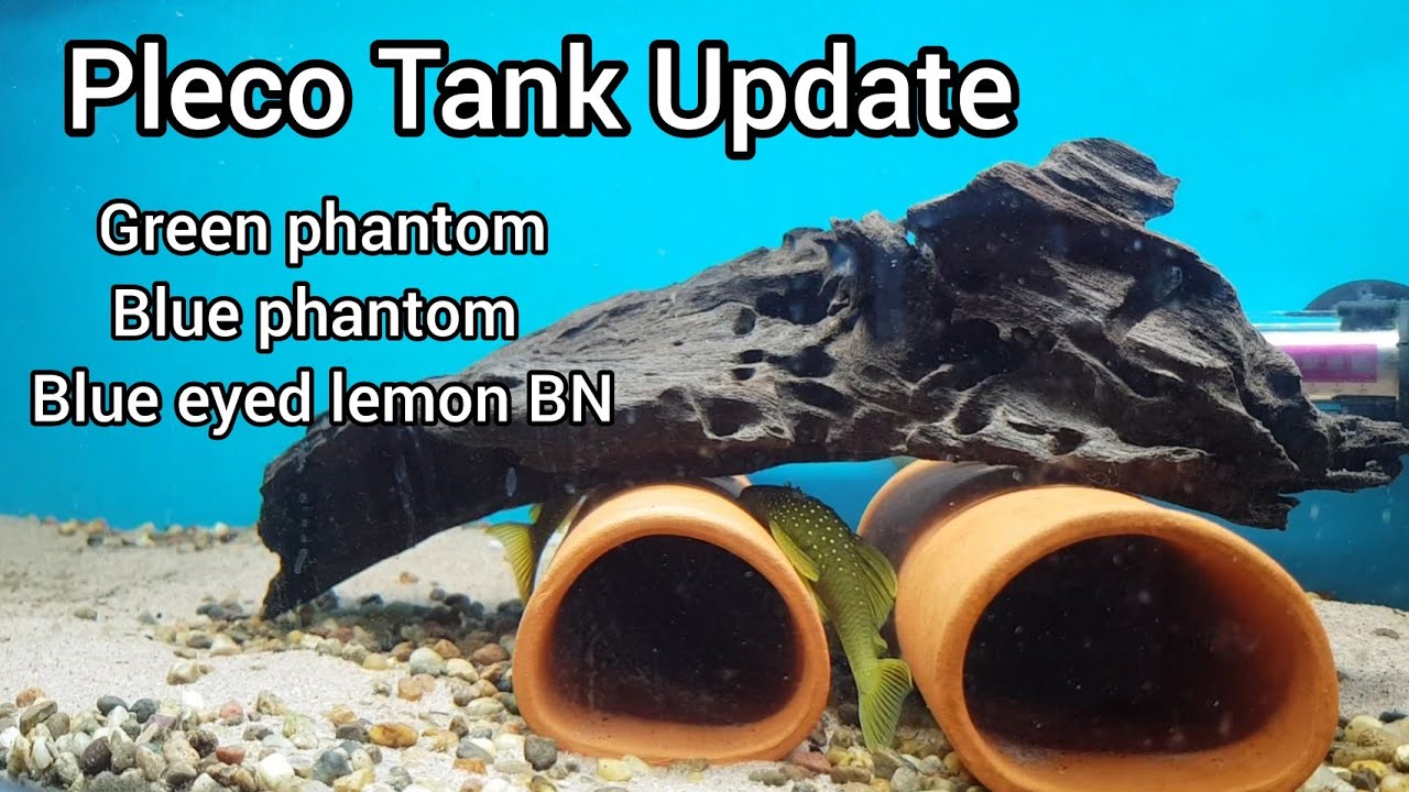 Pleco tank update: green phantom, blue  phantom & blue eyed lemon bristle nose plecostamus.