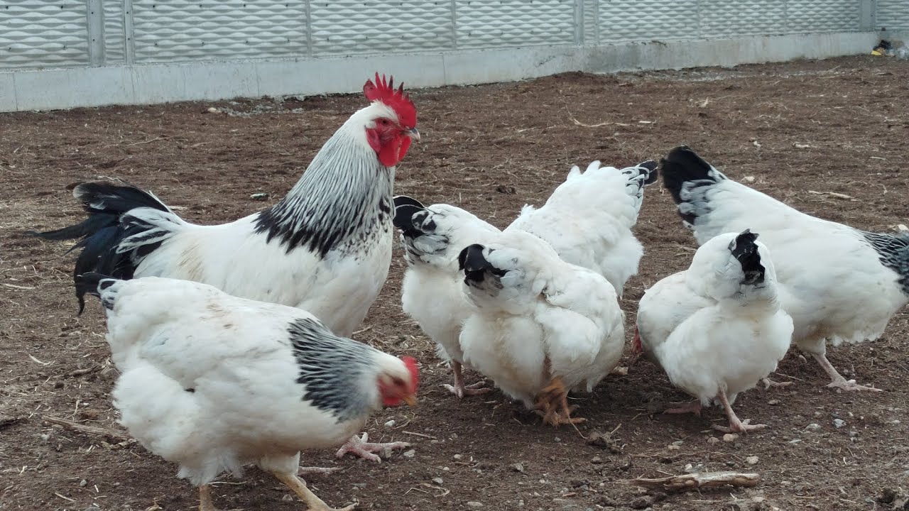 Sussex Sever Hocamızı Ziyaret 👋#keşfet #keşfetedüş #keşfetteyiz #love #askreddit #usa #türkiye 🇹🇷