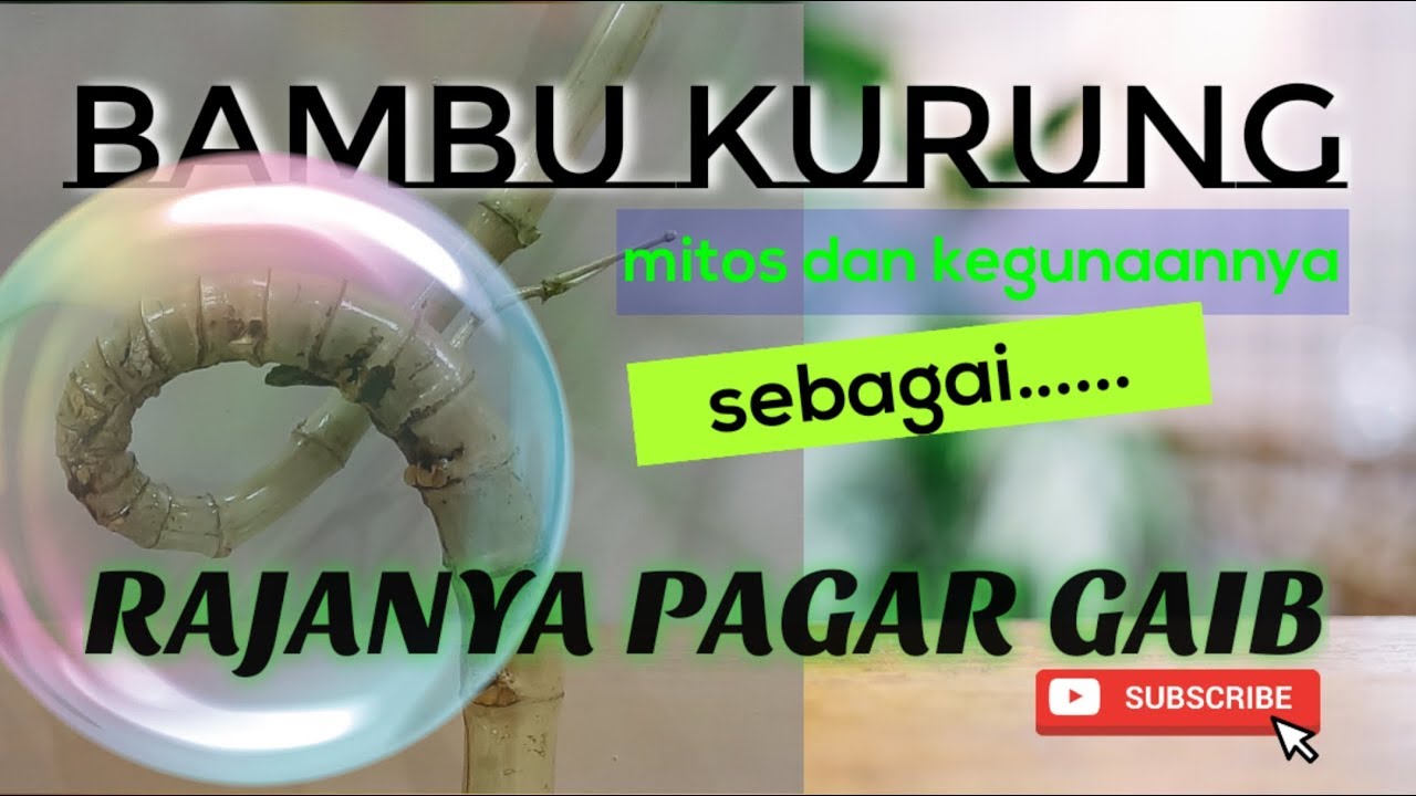 Bambu kurung RAJANYA PAGAR GAIB | mitos dan penjelasannya