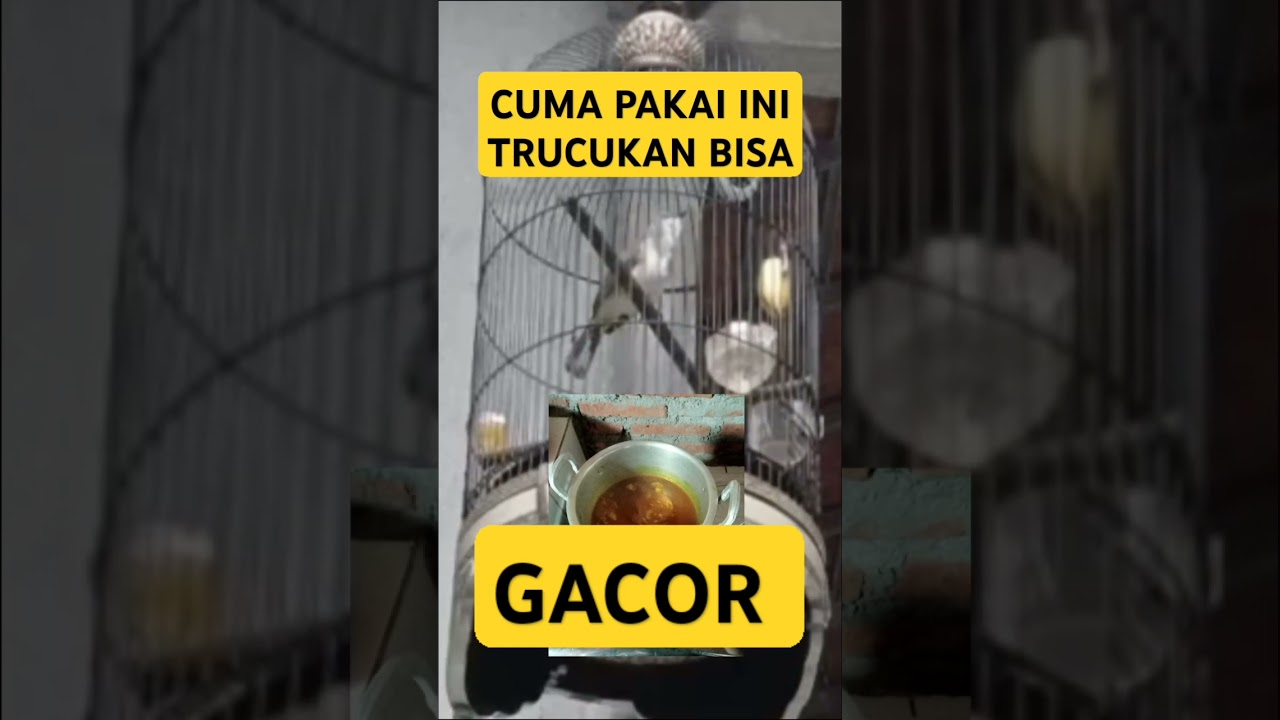 Tucukan PALING MUJARAB MENJADIKAN trucukan gacor PANCING masteran WAJIB agar trucukan cepat GACOR 😁